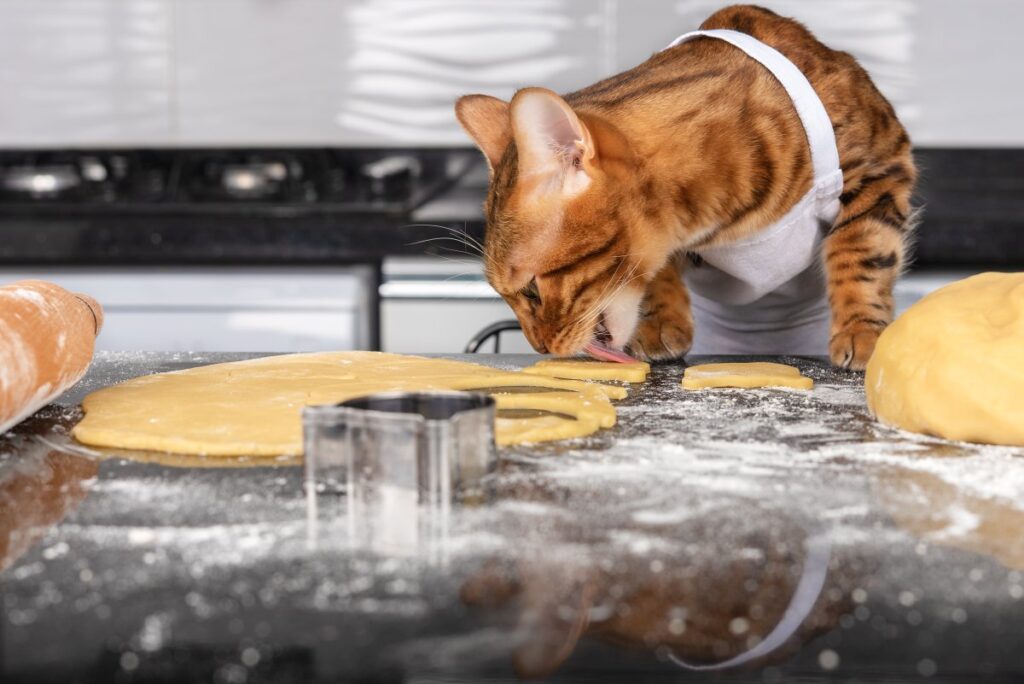 A cute Bengal cat is licking dough over the counter