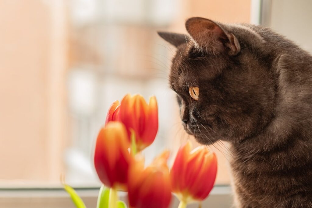 A cute cat is sniffing red tulips