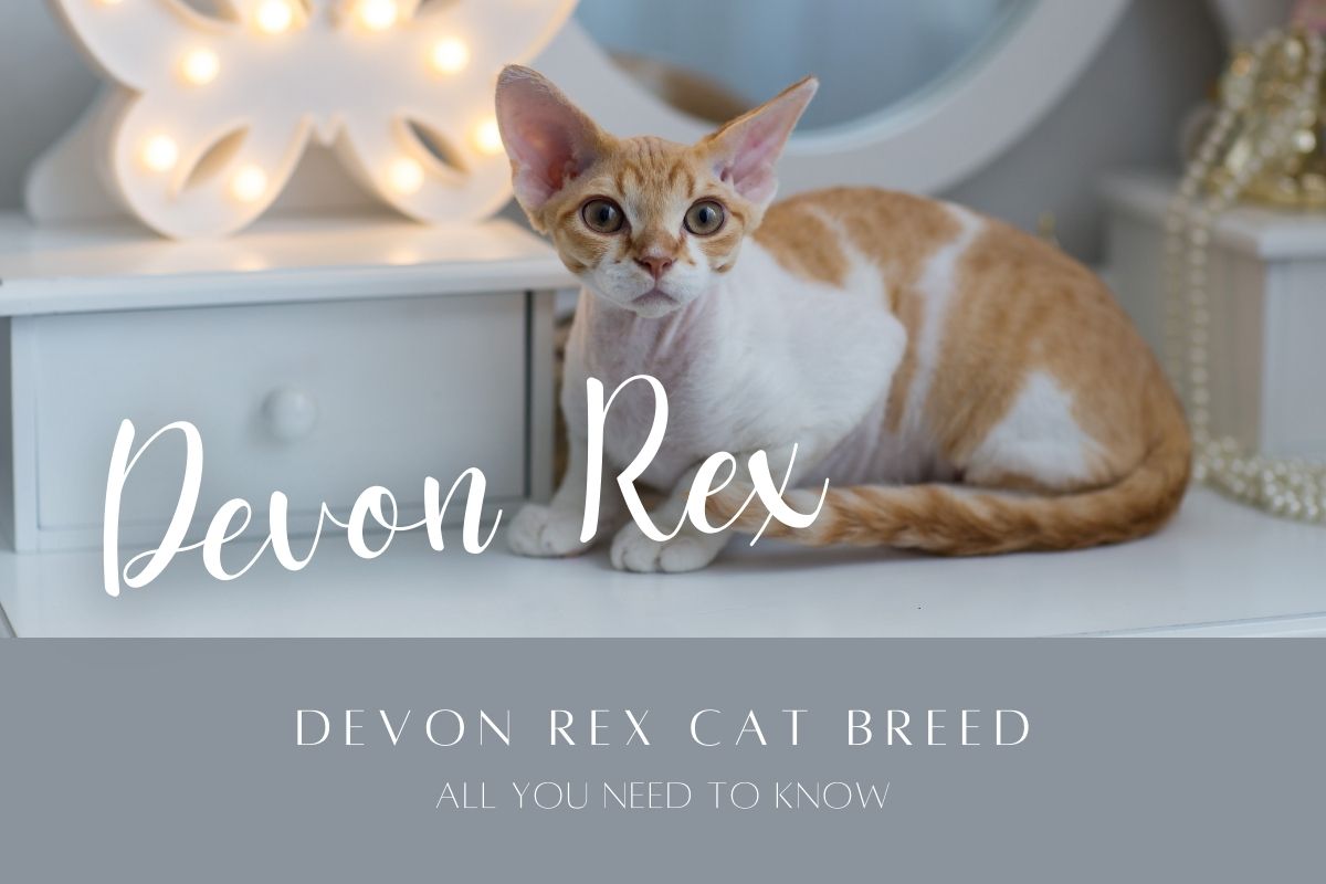 Devon Rex Cat Breed: All You Need to Know
