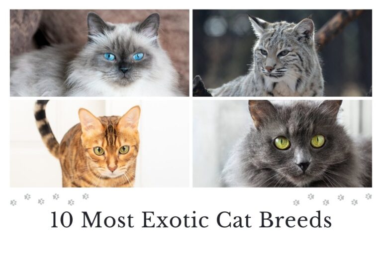 10 Most Exotic Cat Breeds