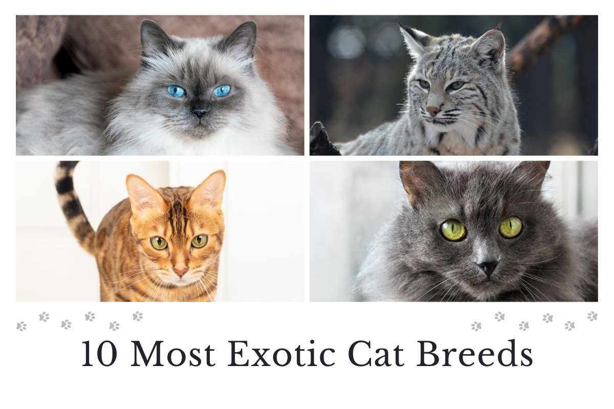 10 Most Exotic Cat Breeds in the World