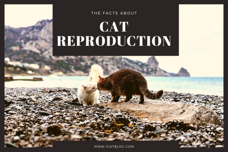 Facts About Cat Reproduction