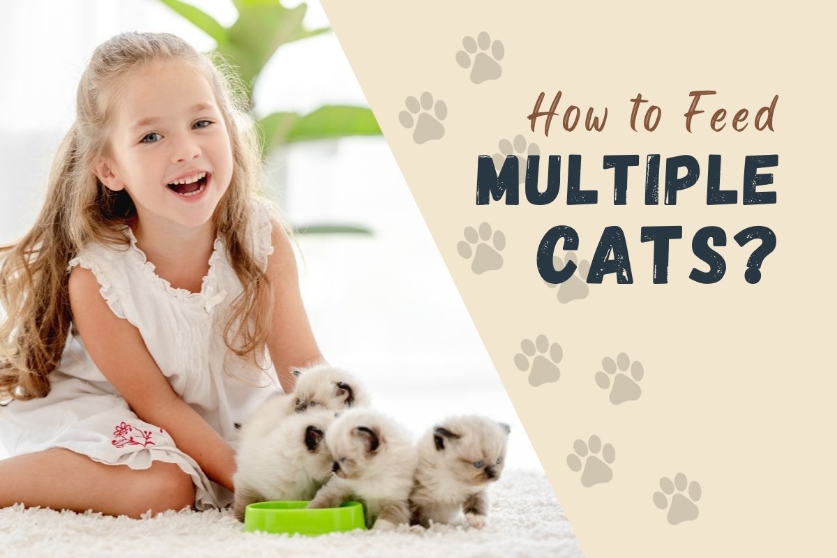 How to feed multiple cats?