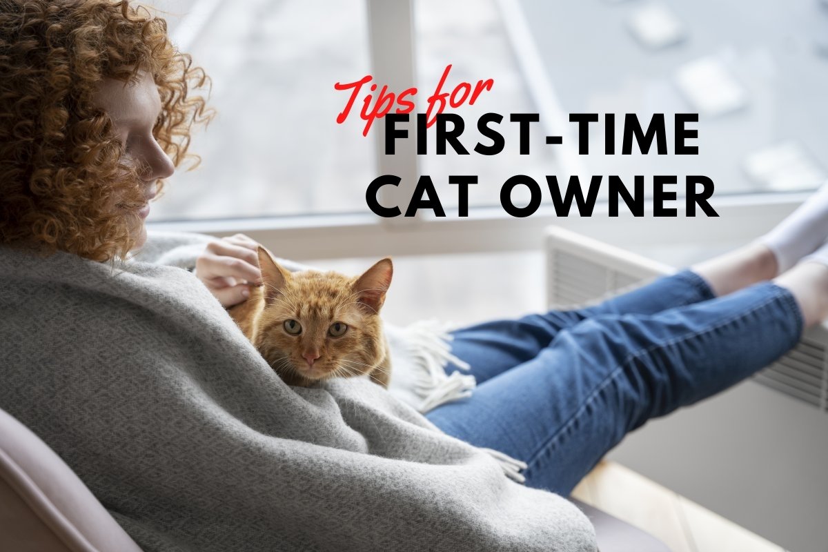 First-time Cat Owner: How To Be Good & Responsible?