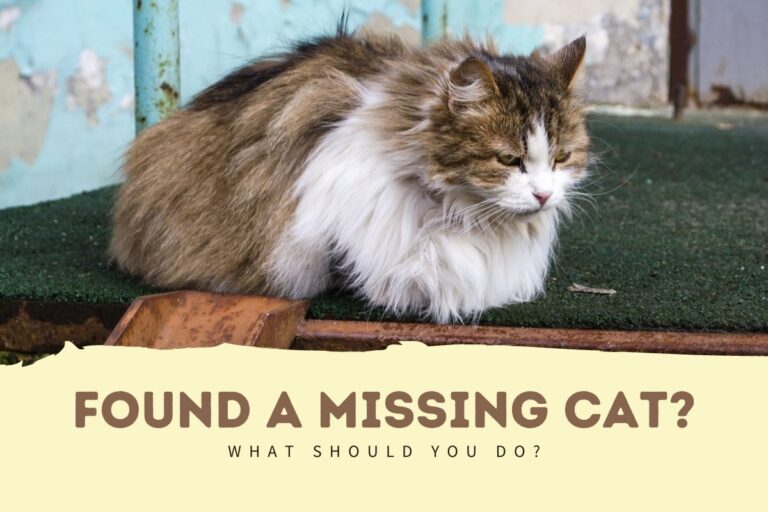 Found a Missing Cat