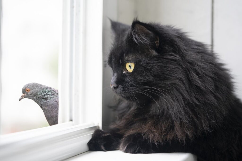 A black cat is watching a pigeon outside the window