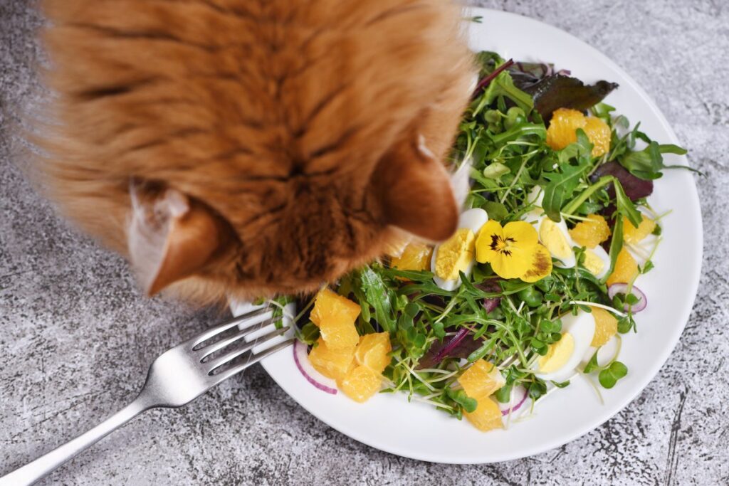 Ginger cat eating vegetable salad