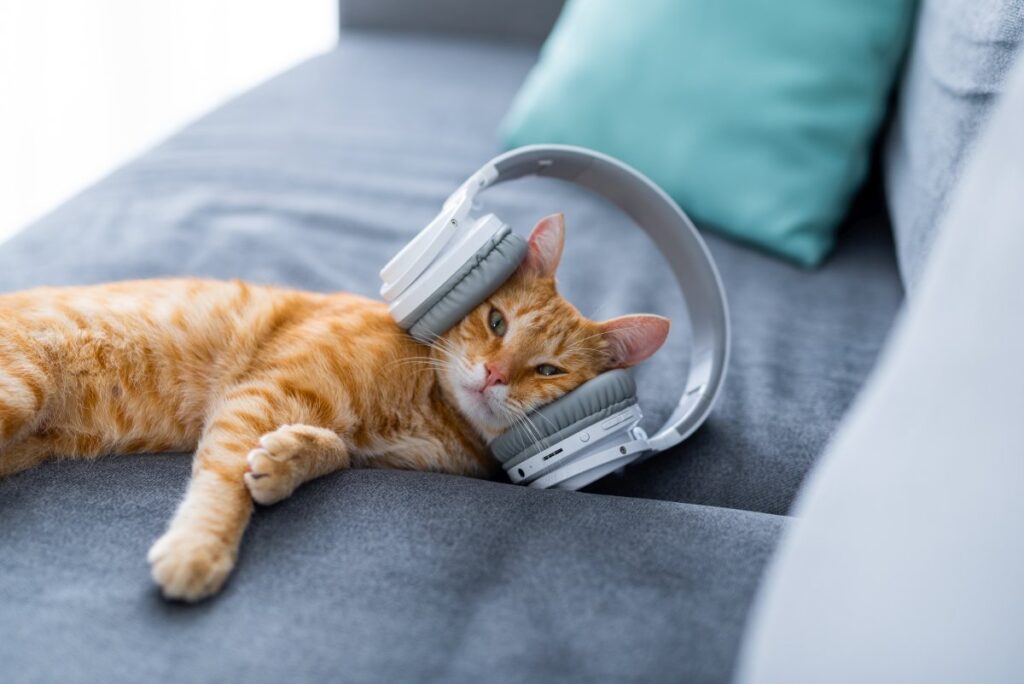 Ginger cat with headphones