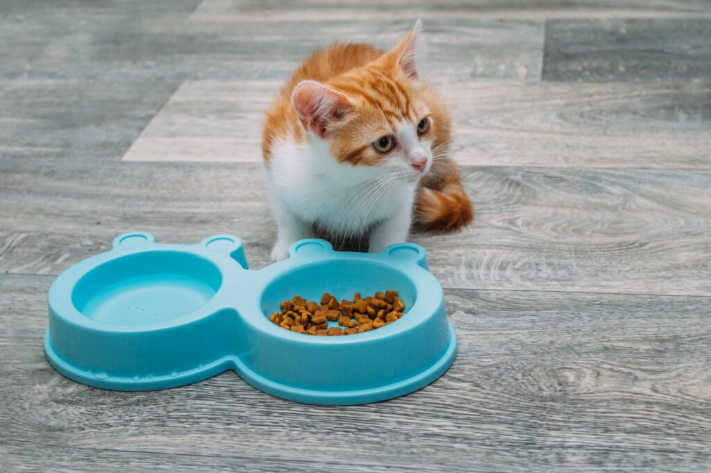 A ginger kitten is eating and drinking from its bowls