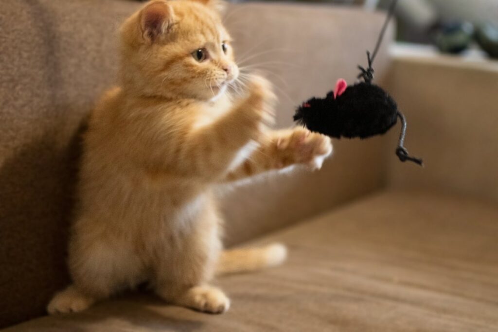 Ginger kitten playing with toy mouse