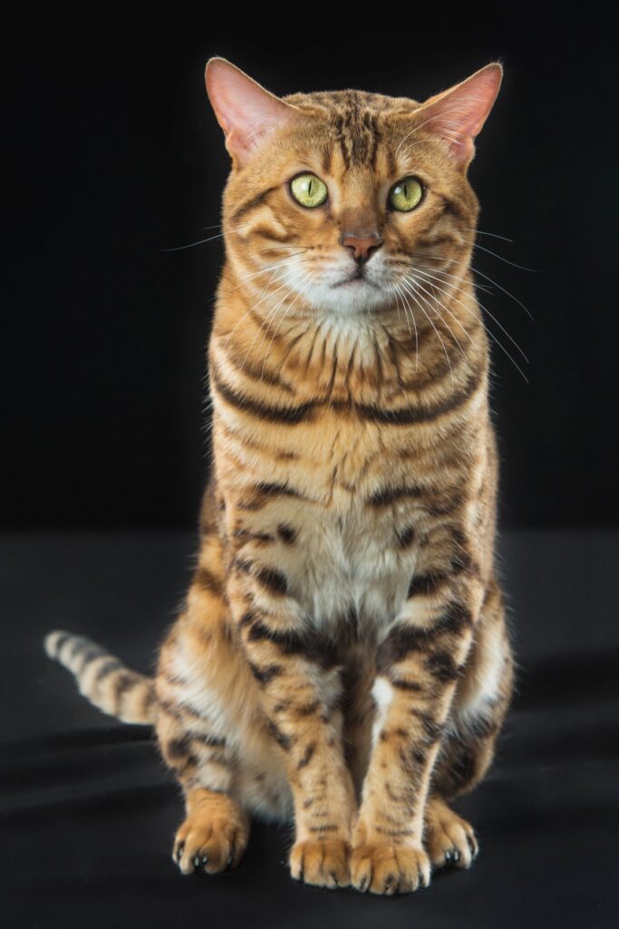 A golden Bengal cat