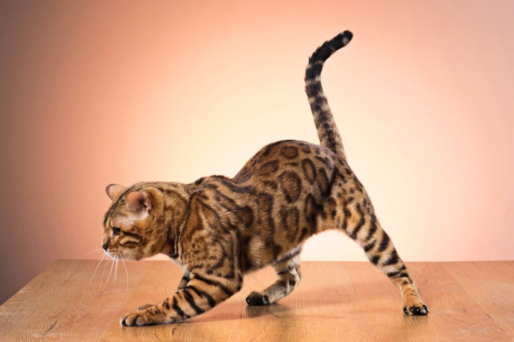 A golden Bengal cat is hunting a prey