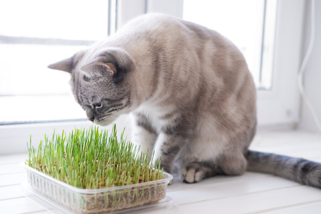 Gray cat sitting near green grass