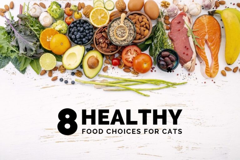 8 Healthy Food Choices for Cats