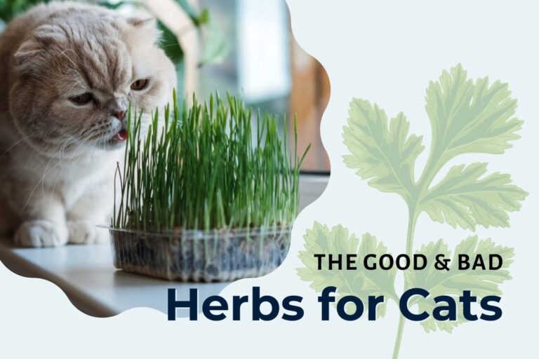 Good and Bad Herbs for Cats