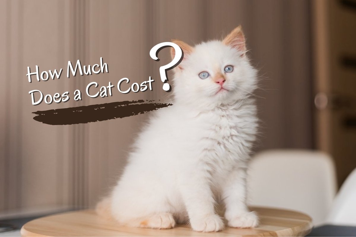 How much does a cat cost?