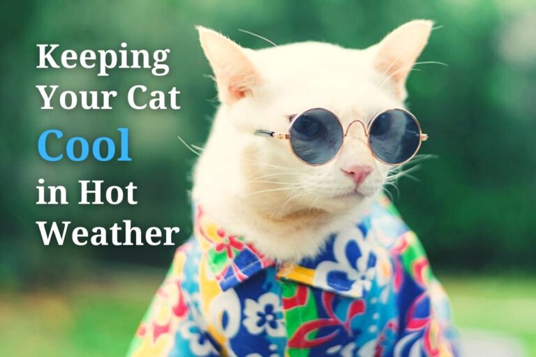 How to Keep a Cat Cool in Hot Weather?
