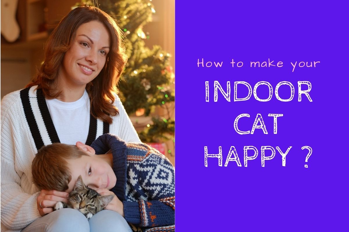 8 Tips to Keep Your Indoor Cat Happy