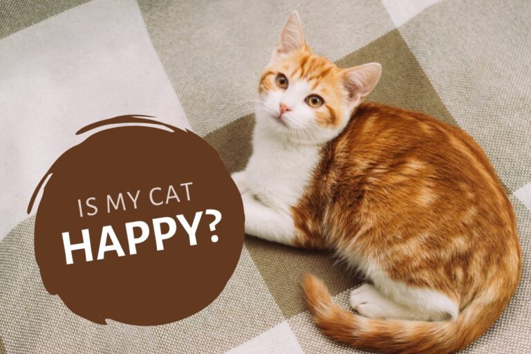 Is My Cat Happy?