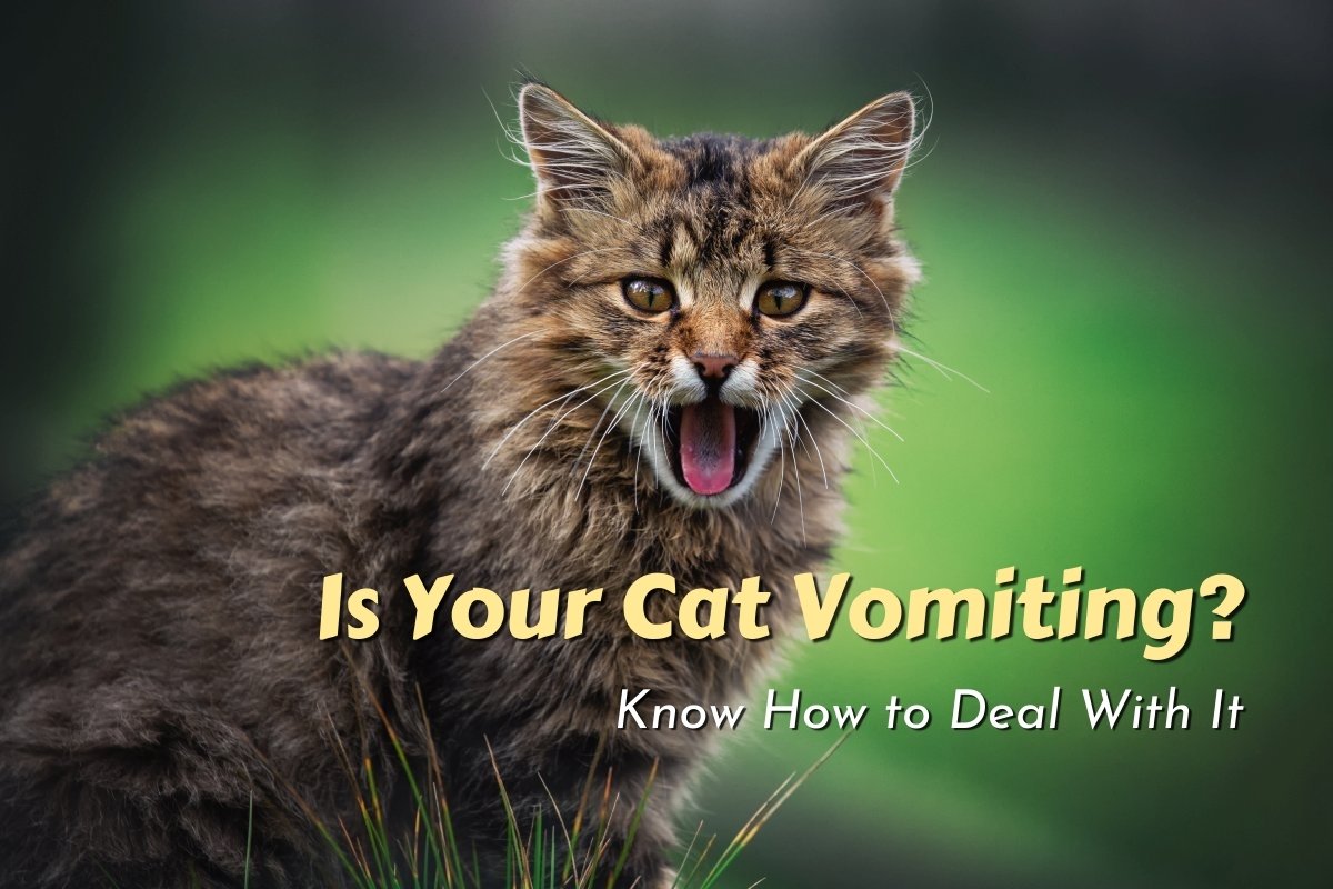 What To Do if My Cat Is Vomiting?