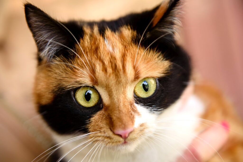 Closeup of a Japanese Bobtail cat