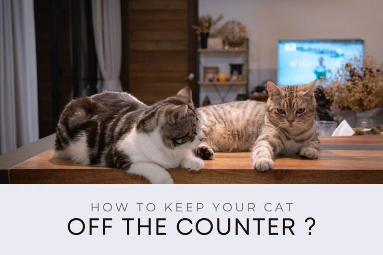 How To Keep Your Cat Off the Counter?