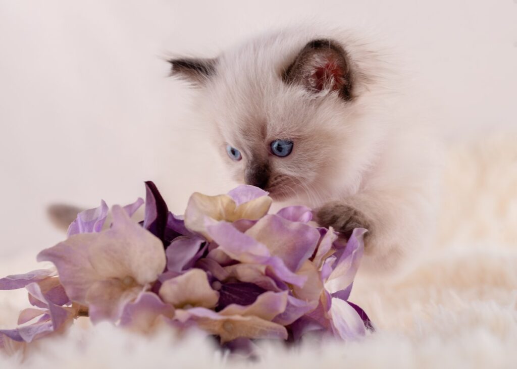 A cute Ragdoll kitten is sitting near purple flowers