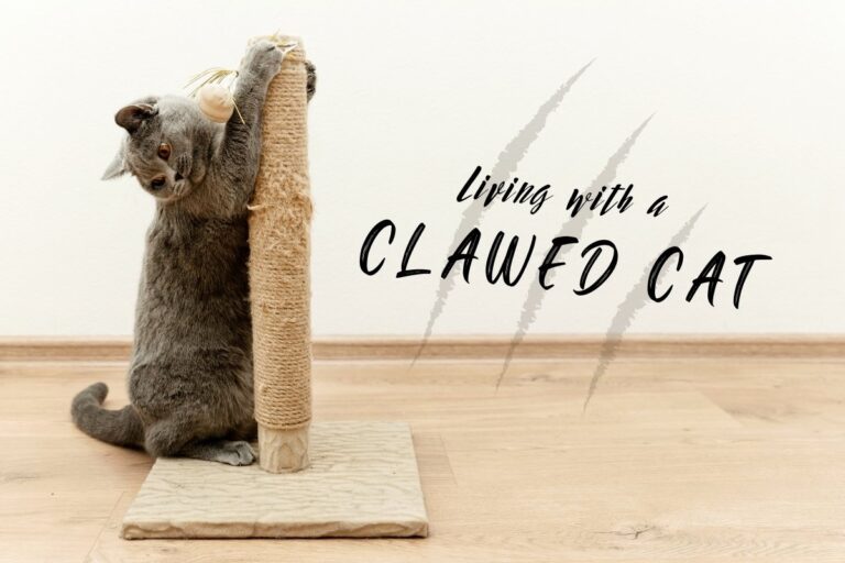 Living with a clawed cat