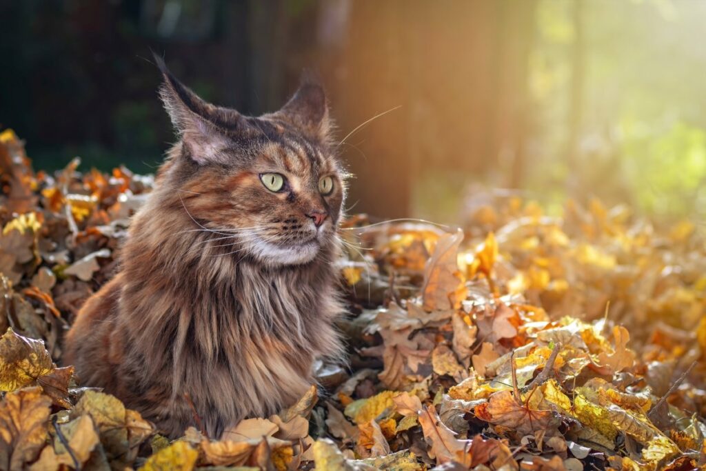Maine Coon sitting on fallen leaves