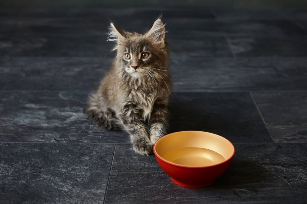 Maine Coon kitten drinks water from red bowl