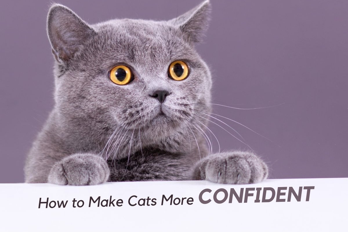 Encouraging Nervous Cat To Be More Confident