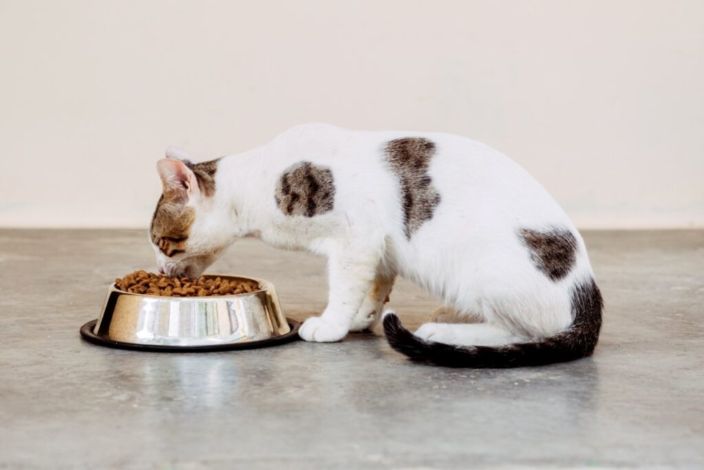 Male cat eating food