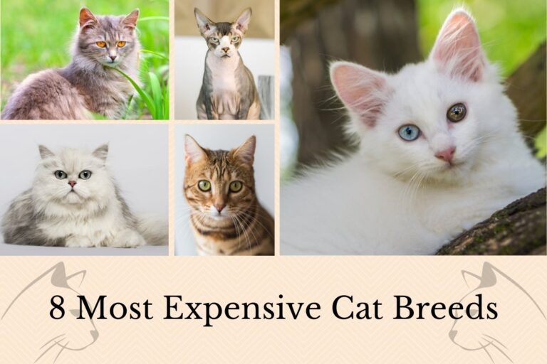 8 most expensive cat breeds