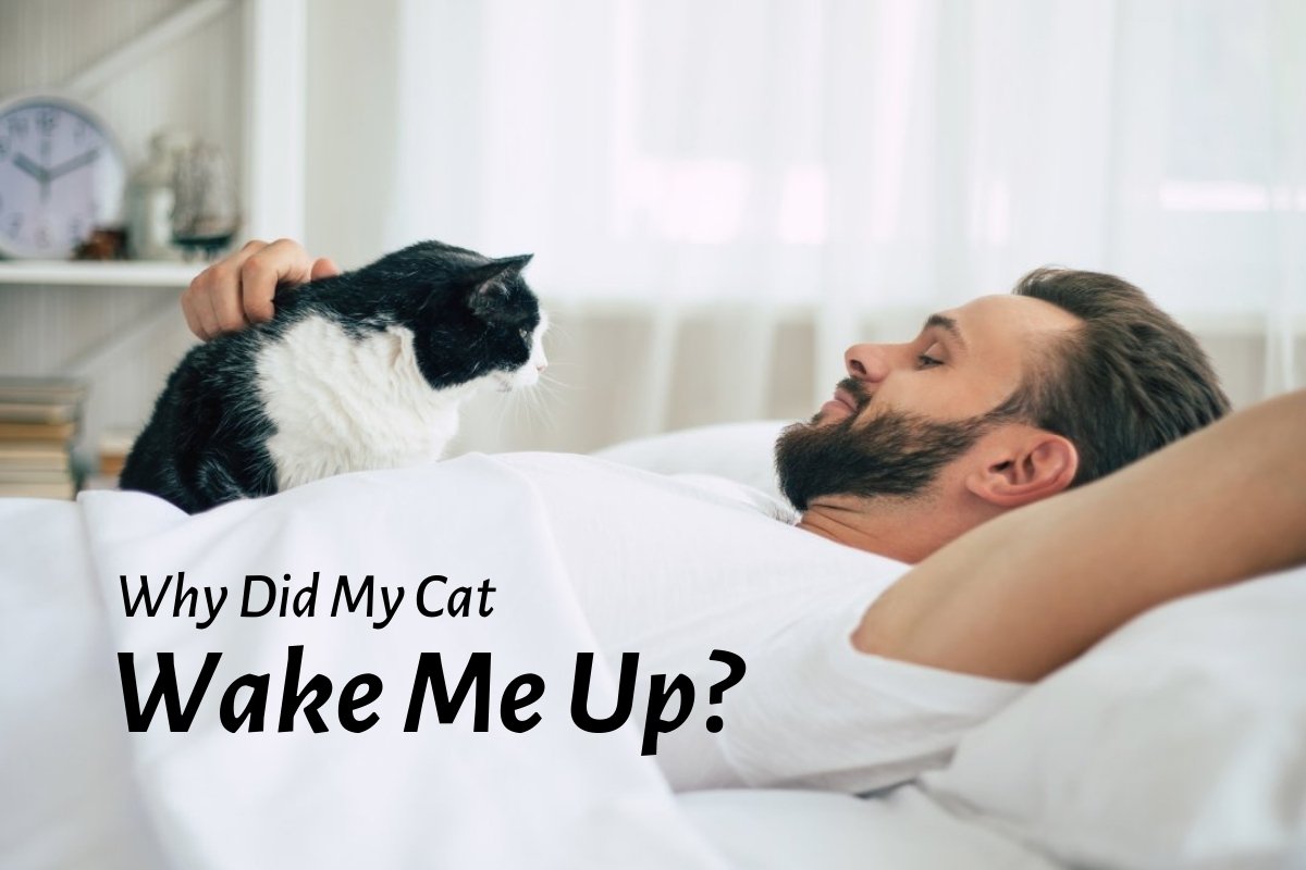 Why does my cat wake me up?