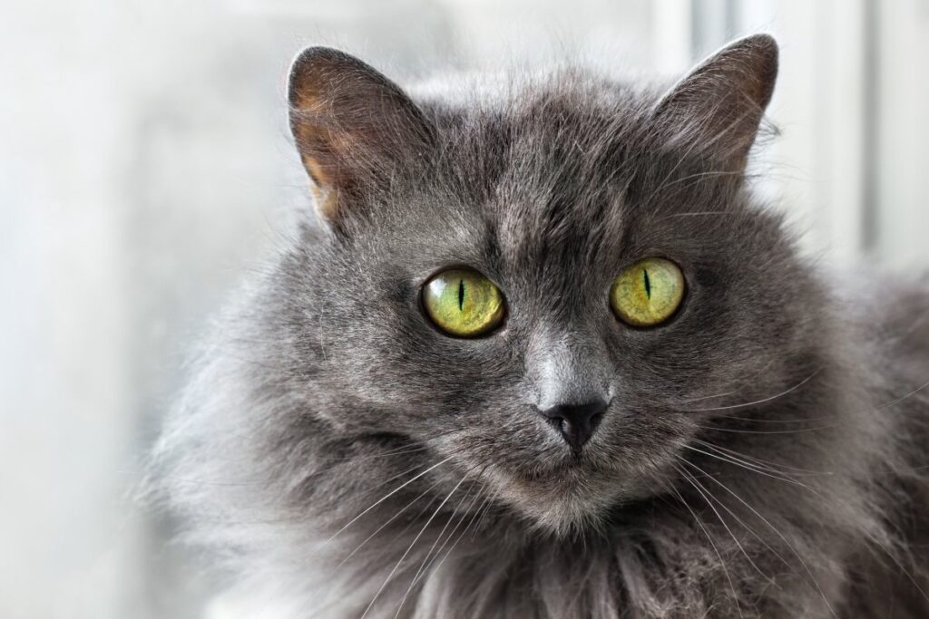 Closeup of a Nebelung cat