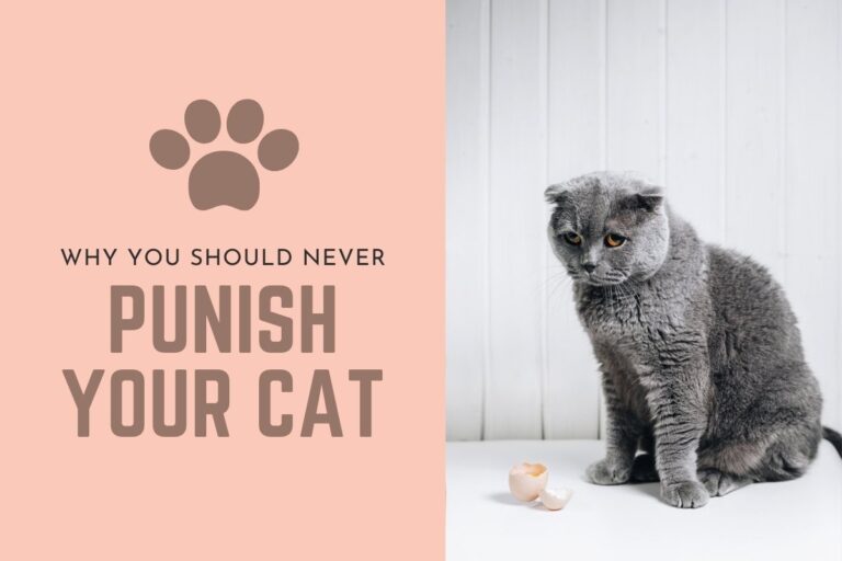 Why you should never punish your cat