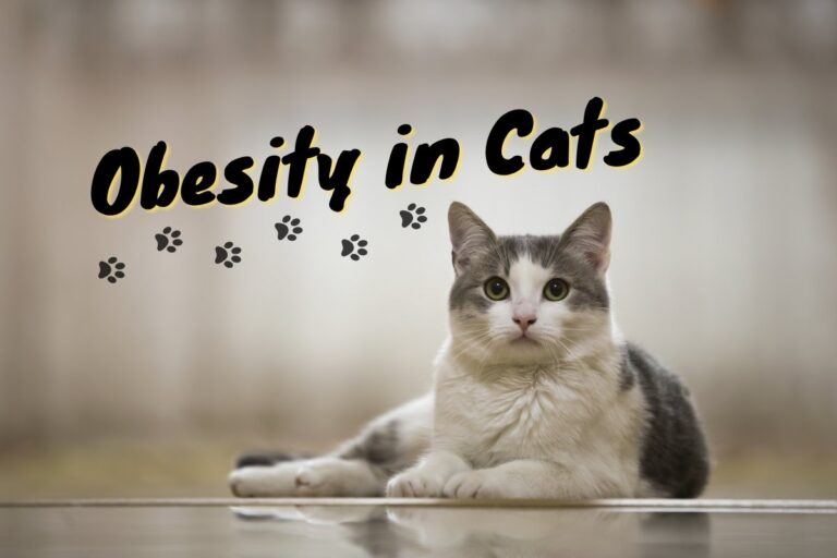 Obesity in Cats