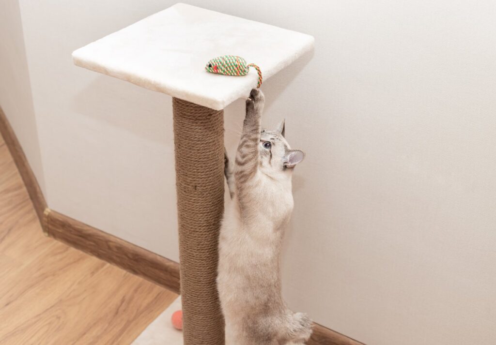A cat is climbing to catch a mouse toy