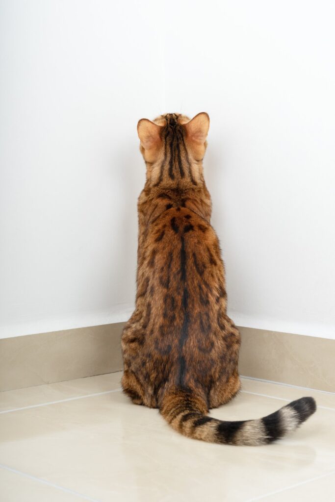 Punished Bengal cat in the corner