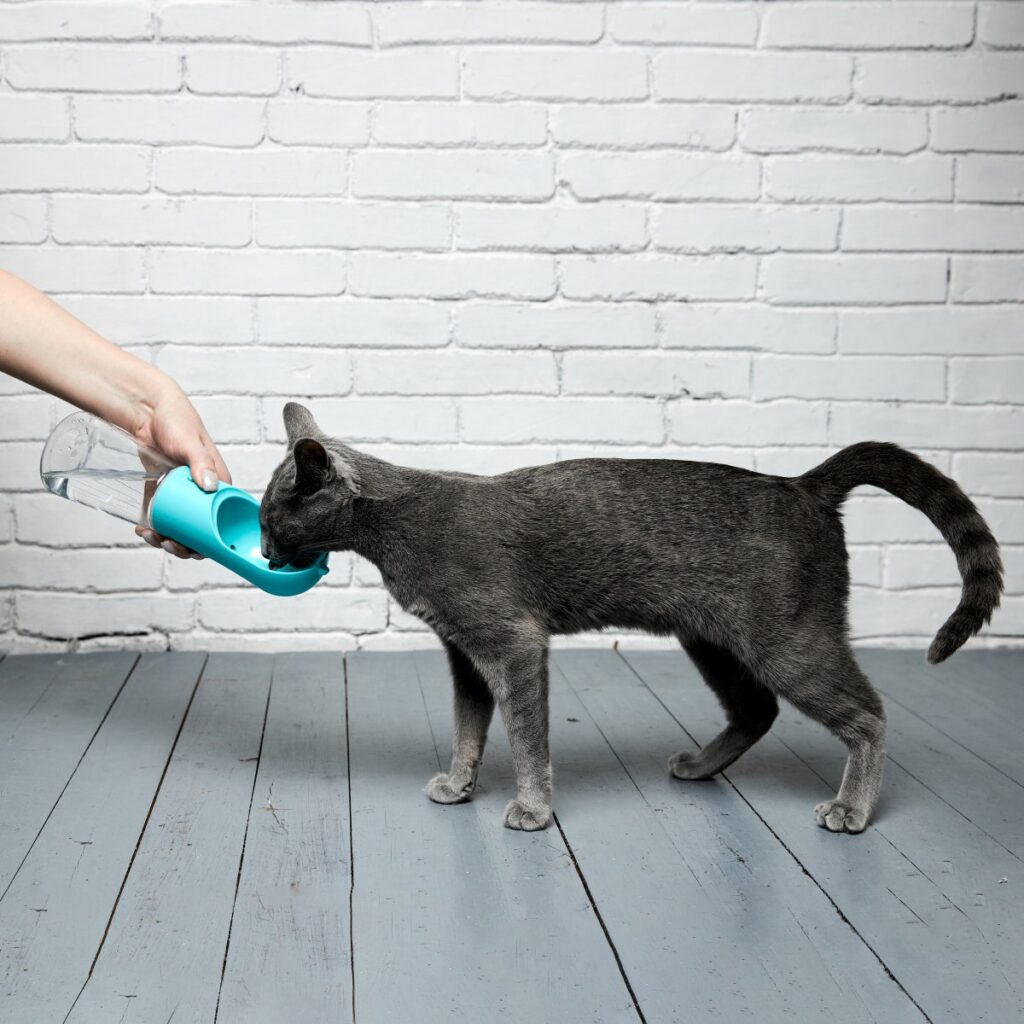 Russian Blue cat drinks water from bottle