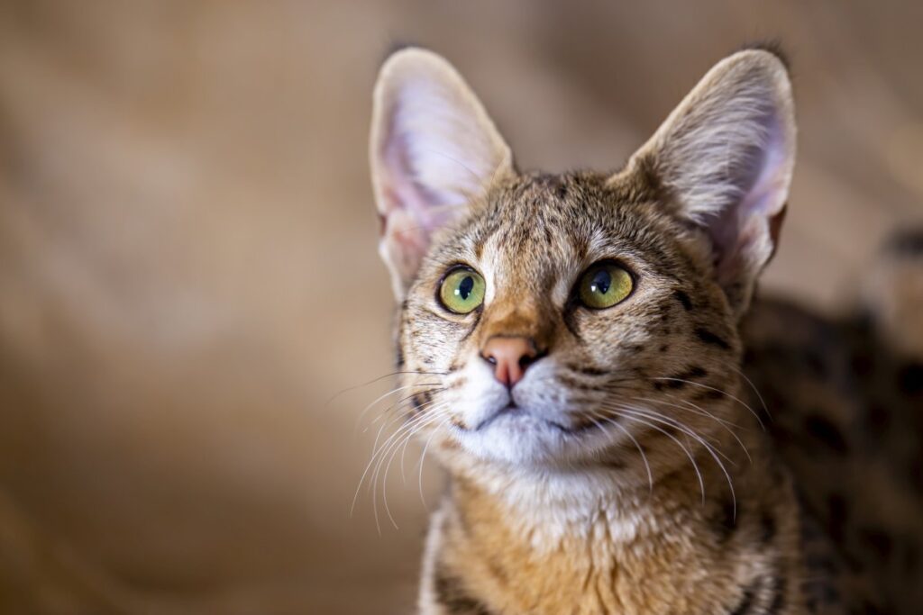 Closeup of a Savannah cat