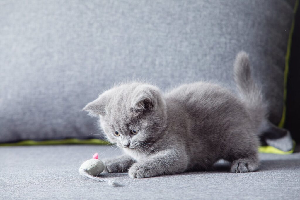 Scottish Fold kitten looking at toy mouse