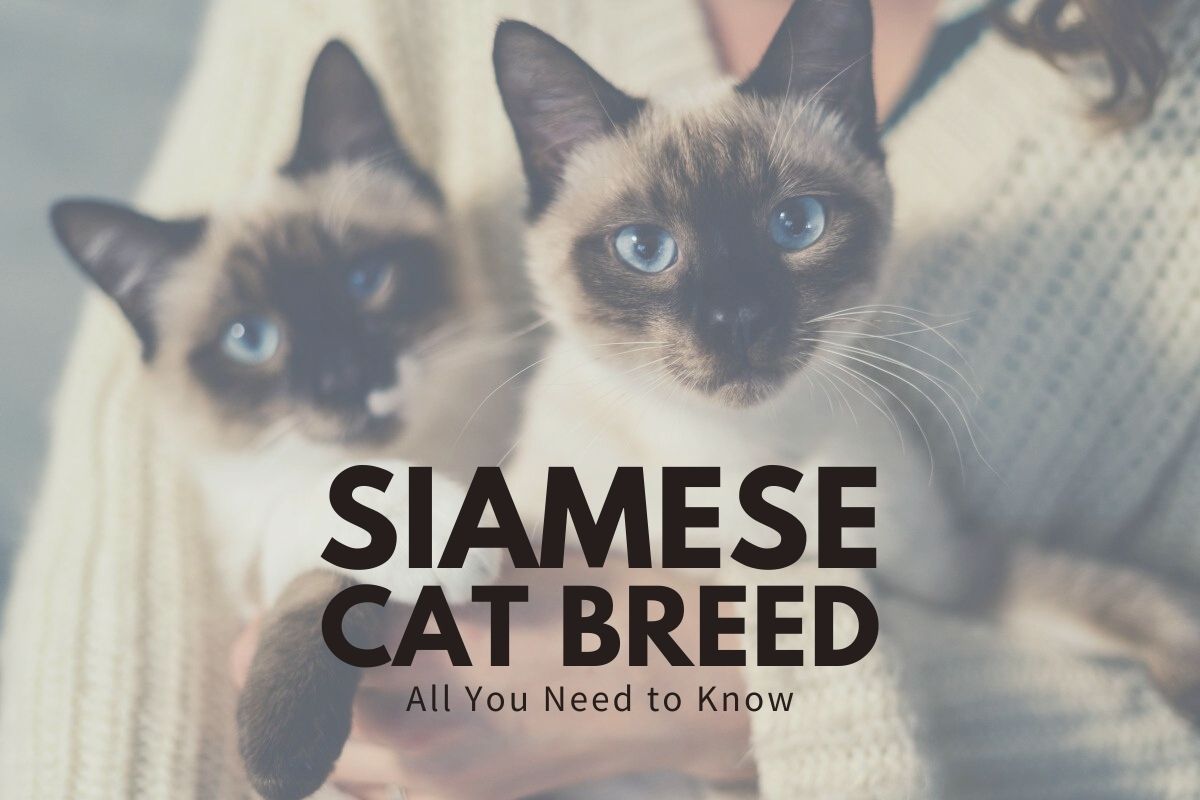 Siamese Cat Breed: All You Need To Know