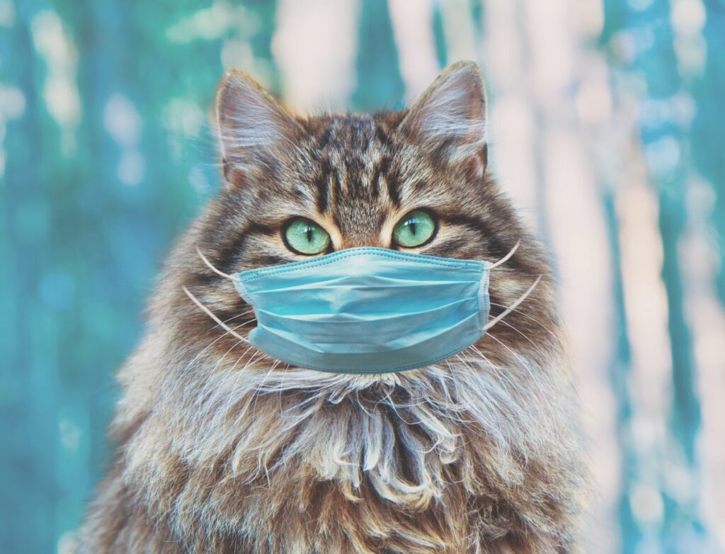 Siberian cat wearing face mask
