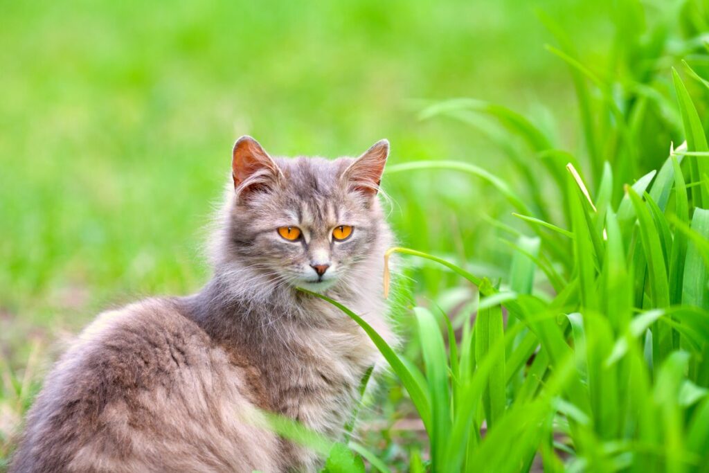 Siberian cat sitting on green grass