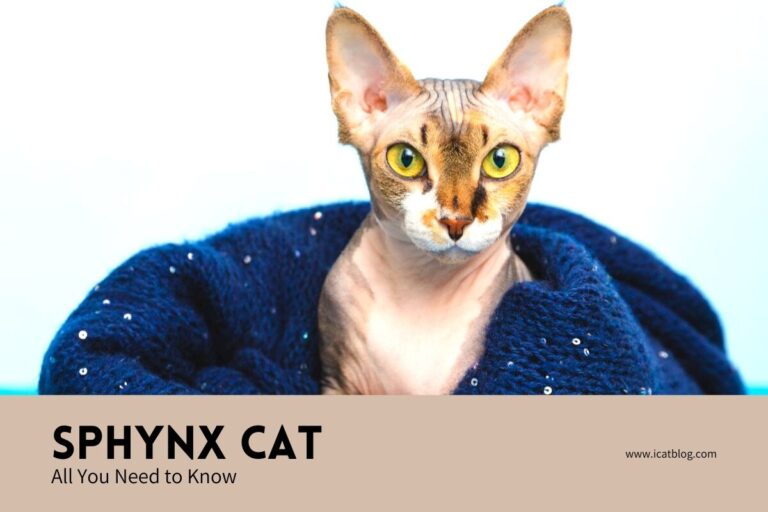 Sphynx Cat - All You Need to Know