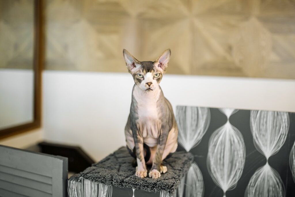 Sphynx cat sitting on gray mat