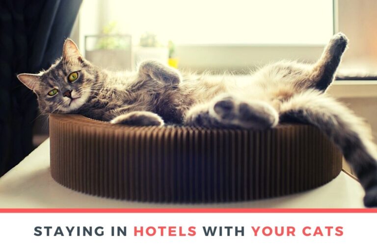 Staying in Hotels with Your Cats