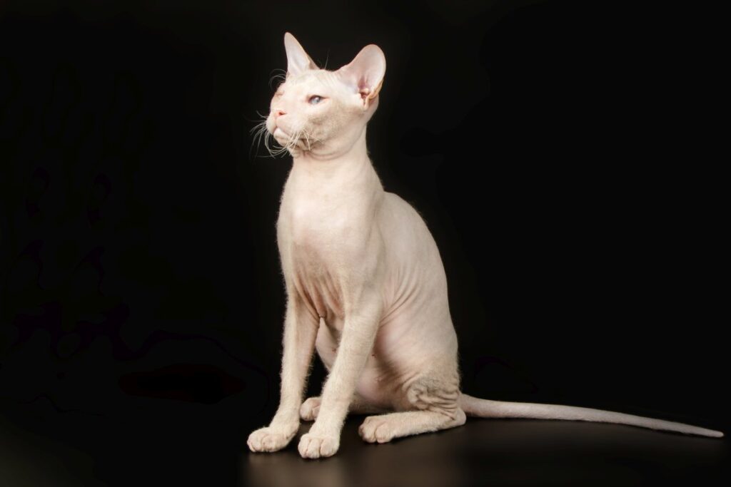 Studio photography of a Sphynx cat
