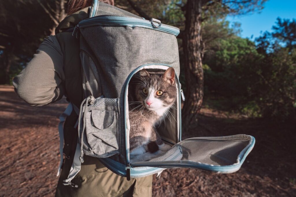 Tabby cat sitting in a pet backpack